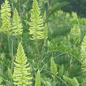 Astragalus