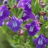 Skullcap