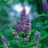 Vitex
