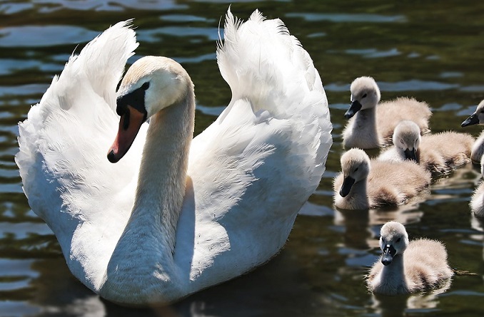 The Love of the Whole