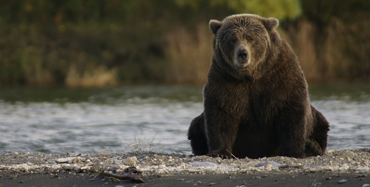 Image of a dark brown bear sitting on the shallow river water. The Bear News