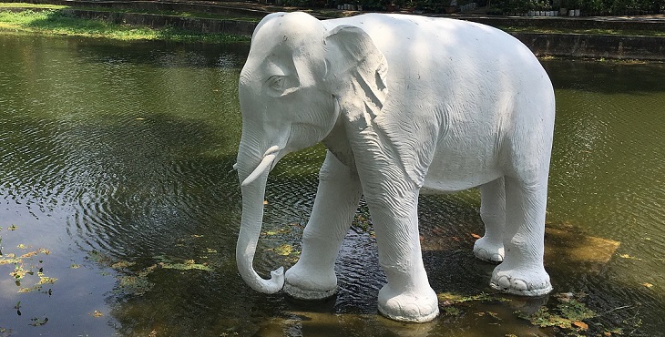 Amazing image of a white elephant. The Return Of The White Elephant