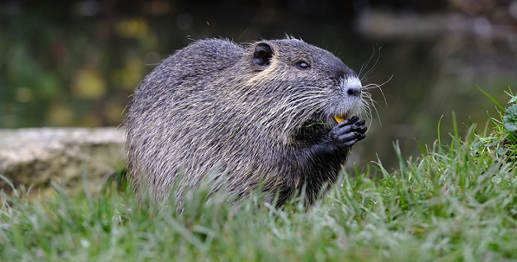 Image of an adorable beaver putting something in its mouth. The Flap Of The Beaver’s Tail