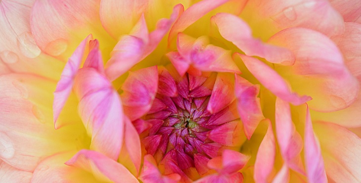 Image of a close-up of an exquisite pink dahlia. Counterparts In Action