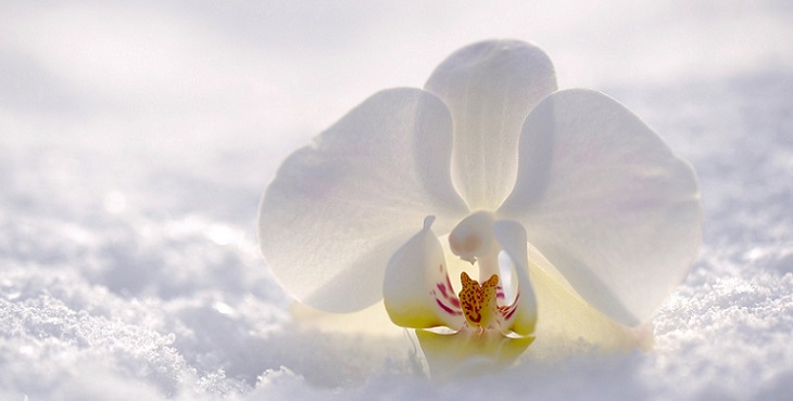 Image of gorgeous white dahlia sitting on pure snow. Light Wave Archive #11