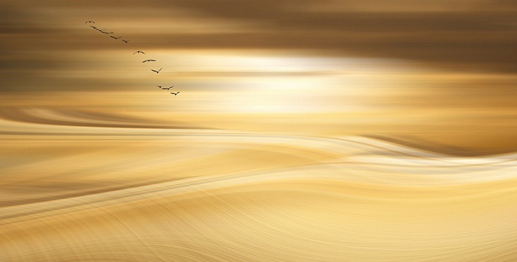 Image of birds flying toward a golden sunset. Light Wave Archive #14