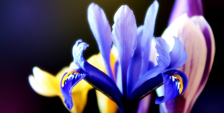 Image of a lovely blue with gold in the middle flower. Partnership Archive #5