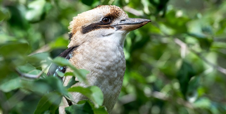Image of a very cute kookaburra somewhere in a forest in Australia. The Laugh Of The Kookaburra