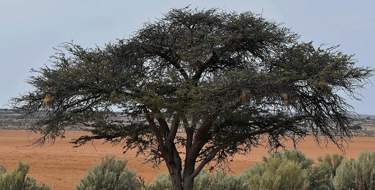 Image of an acacia tree in a desert of Africa. Blessings For The Return Of The Conscious Breath