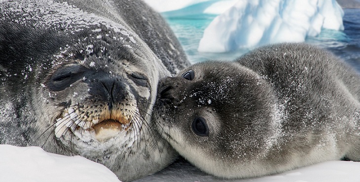 Image of a baby seal kissing his mother. The Love Of A Seal