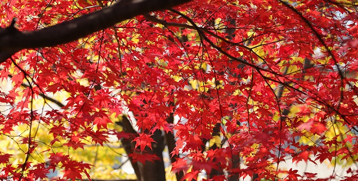 Image of a maple tree with red leaves. Blessings For The Sweetness Of Life