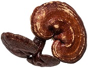 Ganoderma/Red Ling Zhi (Reishi Mushroom)