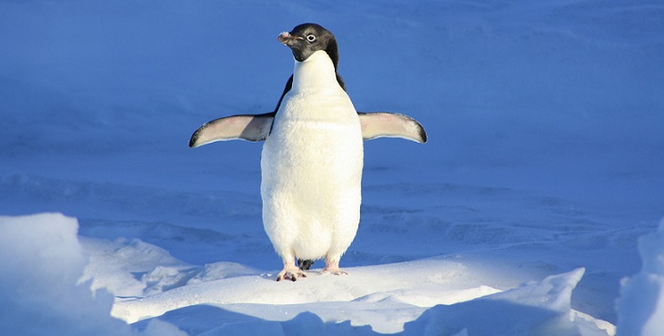 Image of a humorous looking penguin with its arms/fins outstretch. The Walk of a Penguin