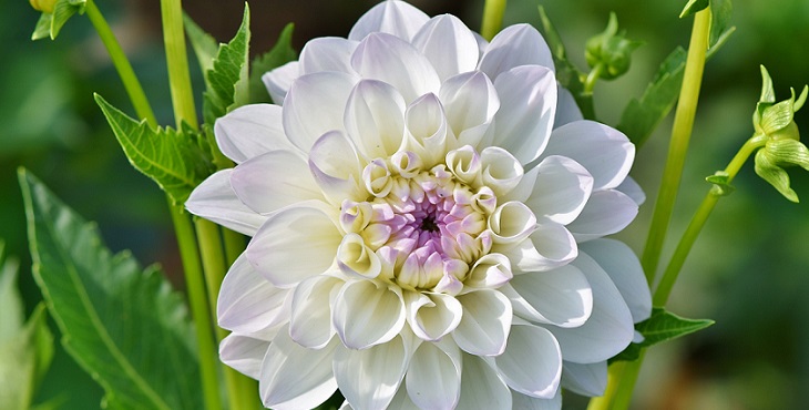 Image of a delicate white chrysanthemum with violet and gold at its center. Transcendental Yogi Tales #1