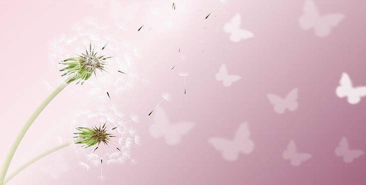 Image of dandelions with white butterflies in pale pink background. Dream Weaving and Manifestation