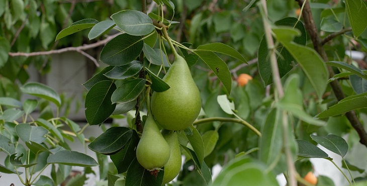Image of a pear tree with juicy fruits. Earth Light Wave Sign Language #4