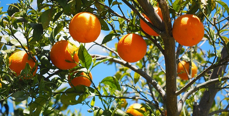 Image of an orange tree with juicy fruits. Earth Light Wave Sign Language #5