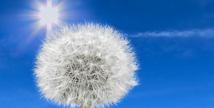Image of white dandelion puffball in the dazzling Sun. Managing One’s Grid Work and Biological Ascent