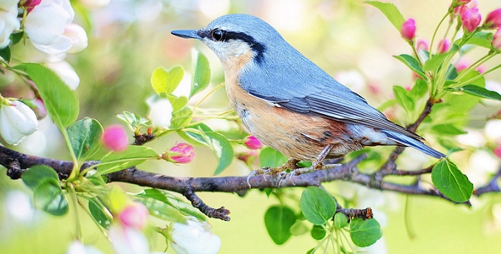 Image of a beautiful blue and peach bird standing on a tree branch. Angel Archive #1
