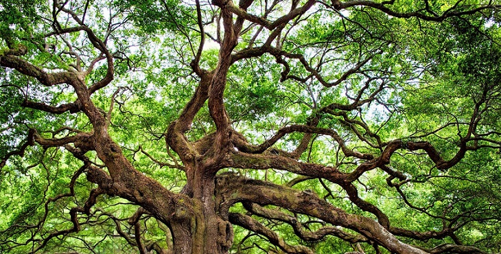 Image of a gigantic oak tree with many branches. Blessings for Rotational Energy Flow and Unity Based Dream