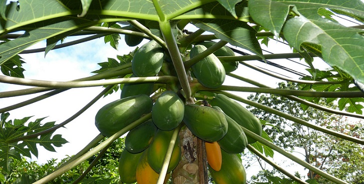 Image of sumptuous papayas on the tree. Earth Light Wave Sign Language #10