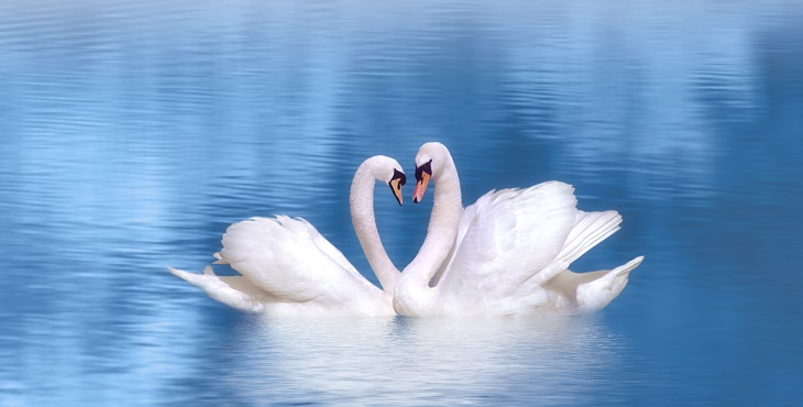 Image of graceful swans in love. Shakti Relationship Lore #8