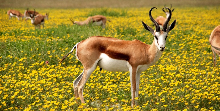 Image of a sweet antelope on a field of wild flowers. The Leap of the Antelope
