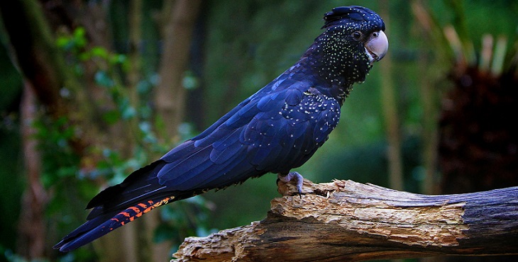 Image of an exquisite midnight blue bird standing on a tree trunk. Angel Archive #5