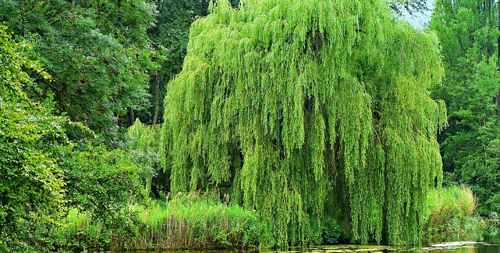 Image of the harmonious willow tree. Blessings for Building a Strong Crystalline Immune System