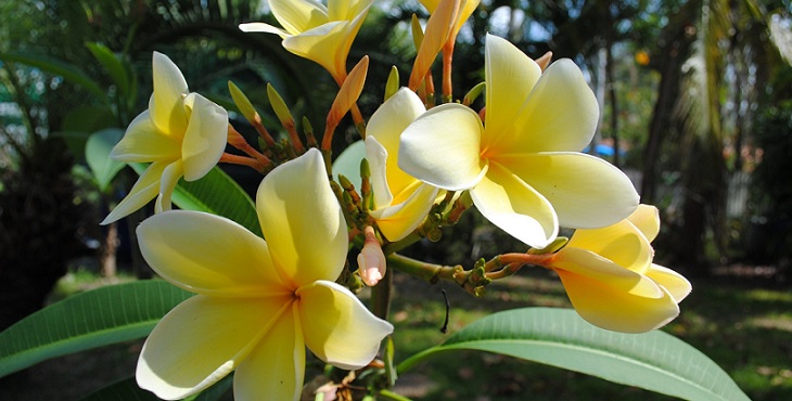 Image of the sweet plumeria tree and flowers. Blessings for the Fragrance of Health, Beauty and Love.
