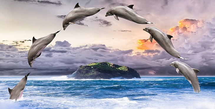 Image of 6 dolphins jumping up joyously in the air with a small island in the background. Forgiving the Past and Changing the Future