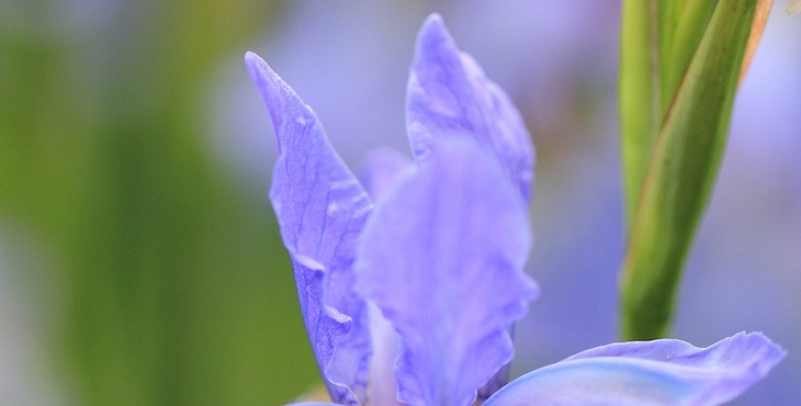 Image of an exquisite blue lavender flower. Workbook 2 Chapter 3 Worksheets