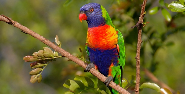 Image of a noble looking rainbow parrot. Angel Archive #7