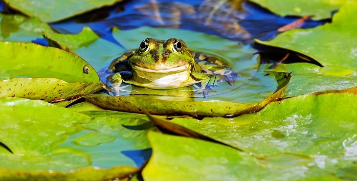 Image of a friendly green frog sitting on leaves in a pond. The Croak of the Large Green Frog