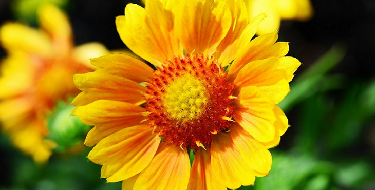 Image of a gorgeous golden flower. Ananda Love Archive #4