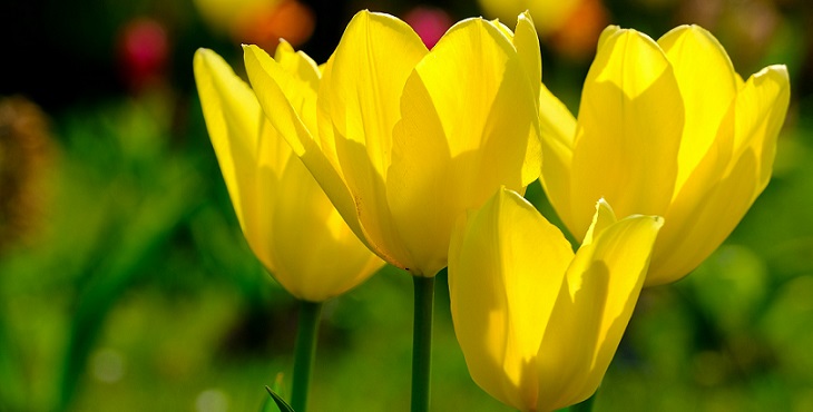Image of pretty yellow tulips. Shakti Studies #1