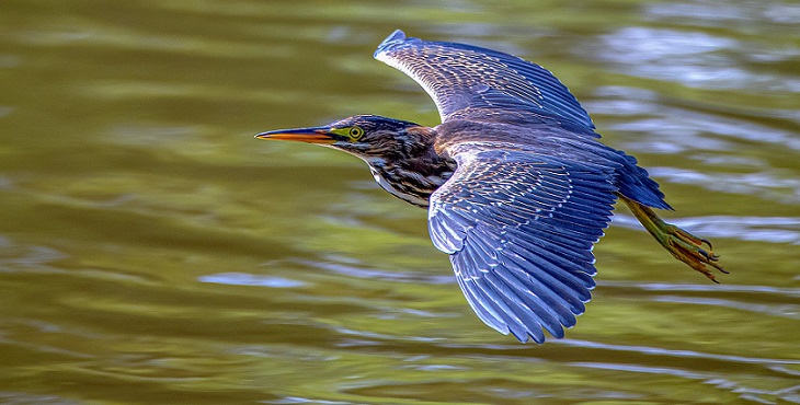 Image of a spectacular flying blue heron. The Blue Heron