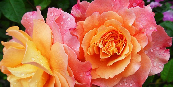 Image of exquisite yellow and pink roses. Baba Mastery Tales of Truth #1