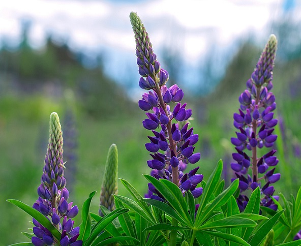 Beloved of the Three