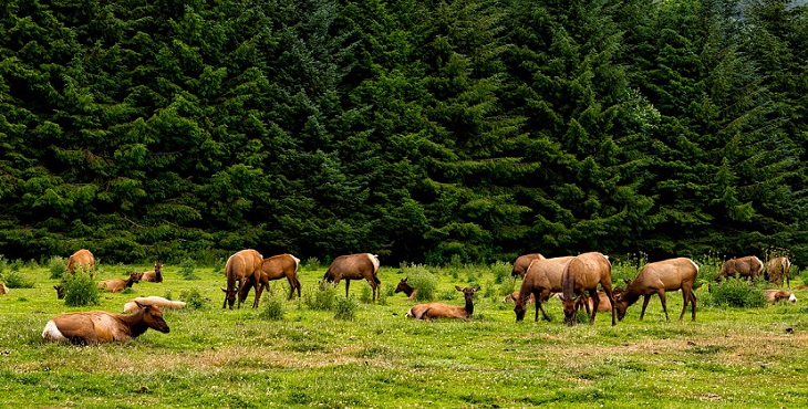 Image of a herd of elk grazing in a serene open field. The Grazing Herd of Wapiti or Elk