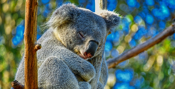 Image of a cute and sweet looking koala bear asleep on a tree. The Koala Bear Asleep in the Gum Tree