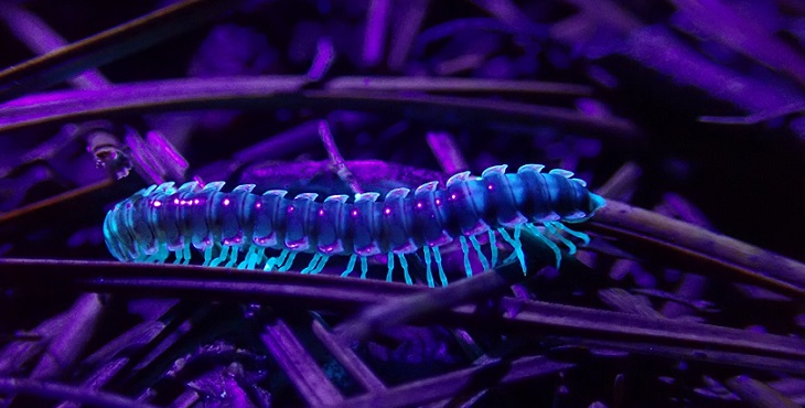 Image of a millipede in blue lighting. The Thousand Legs of the Millipede