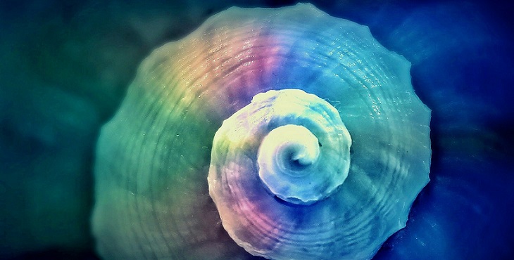 Image of a pretty rainbow colored snail's shell. The Trail of the Snail