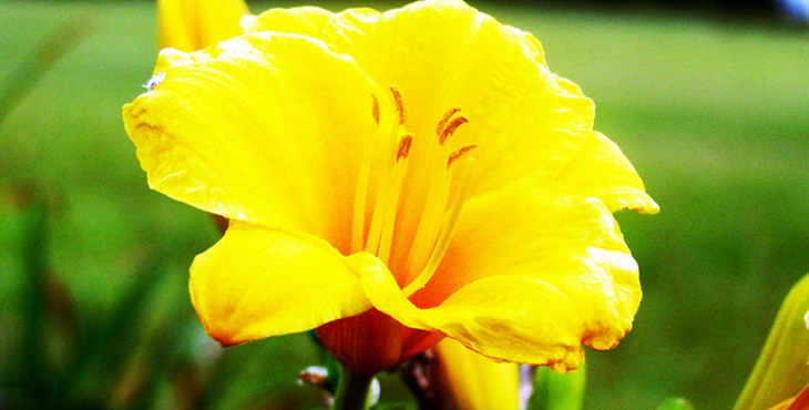 Image of a brilliant happy yellow flower. Mindset Development #4