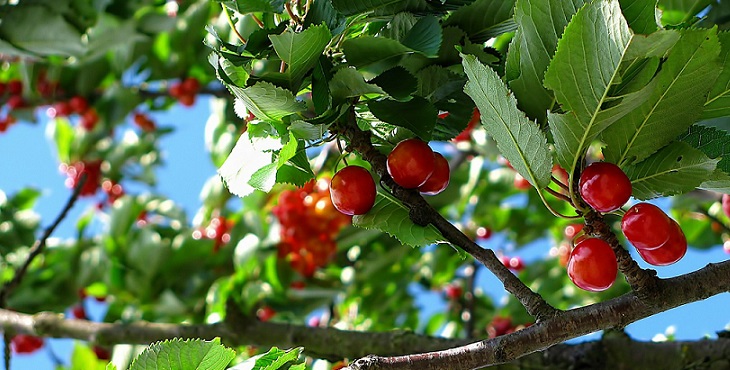 Image of fruits on a cherry tree. Intention And Thoughtform Transmutation