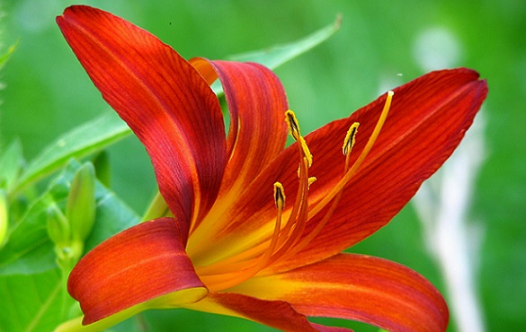 Image of a charming red lily. Enchanted Lily’s