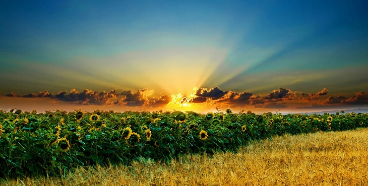 Image of the rising Sun shining upon a field of sunflowers. Shaktar Relationship Studies #11