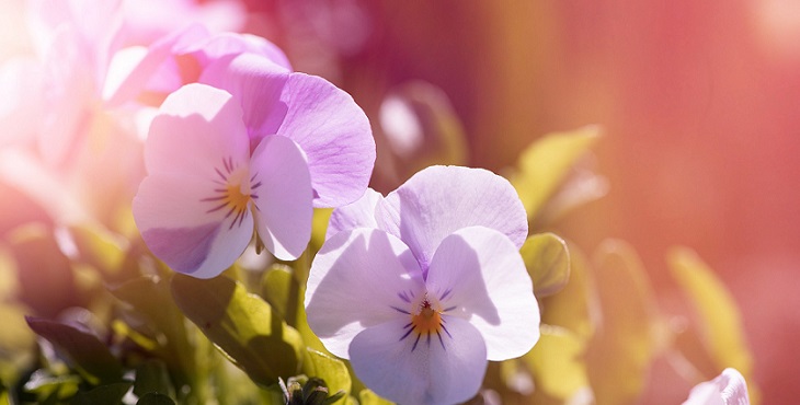 Image of pretty lavender pansies. Flower Essences of Self #8