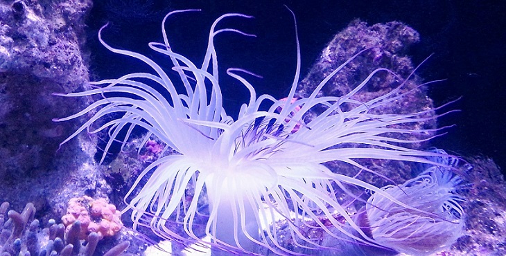 Image of the pale lavender sea anemone. The Sea Anemone Swaying in the Sea