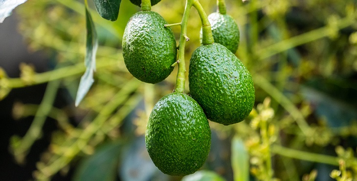 Image of an avocado tree with juicy fruits. Earth Light Wave Sign Language #1